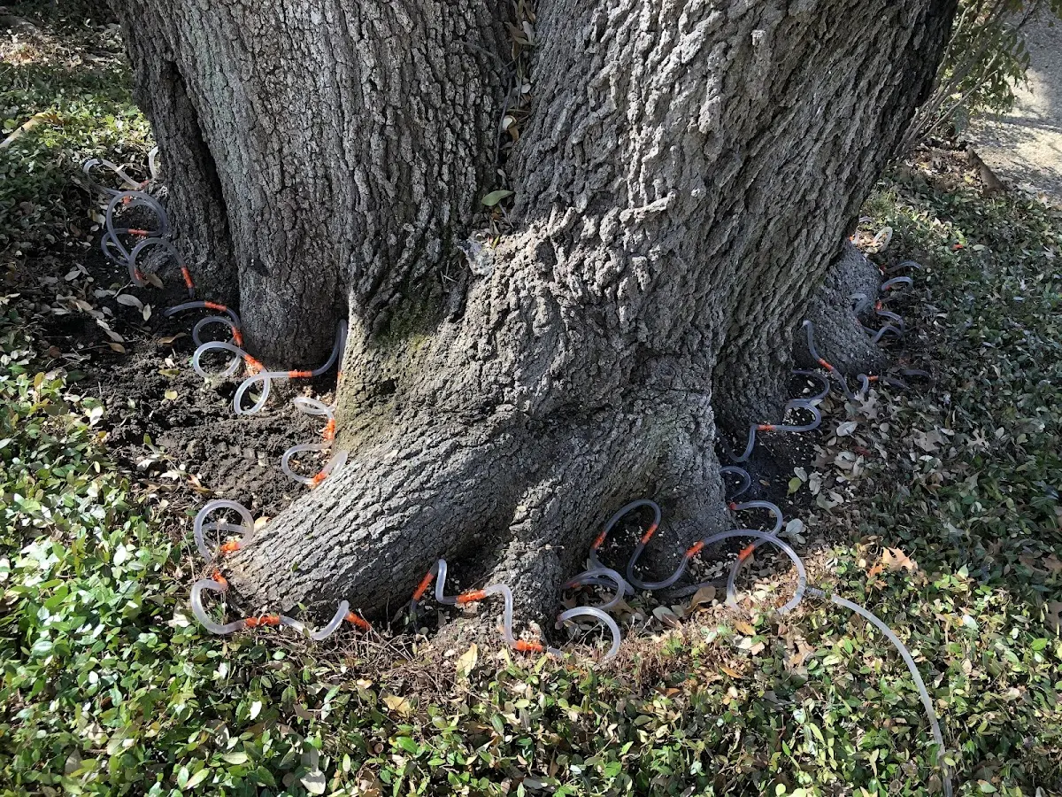 Detailed Tree Cabling and Bracing job site in Mc Clelland