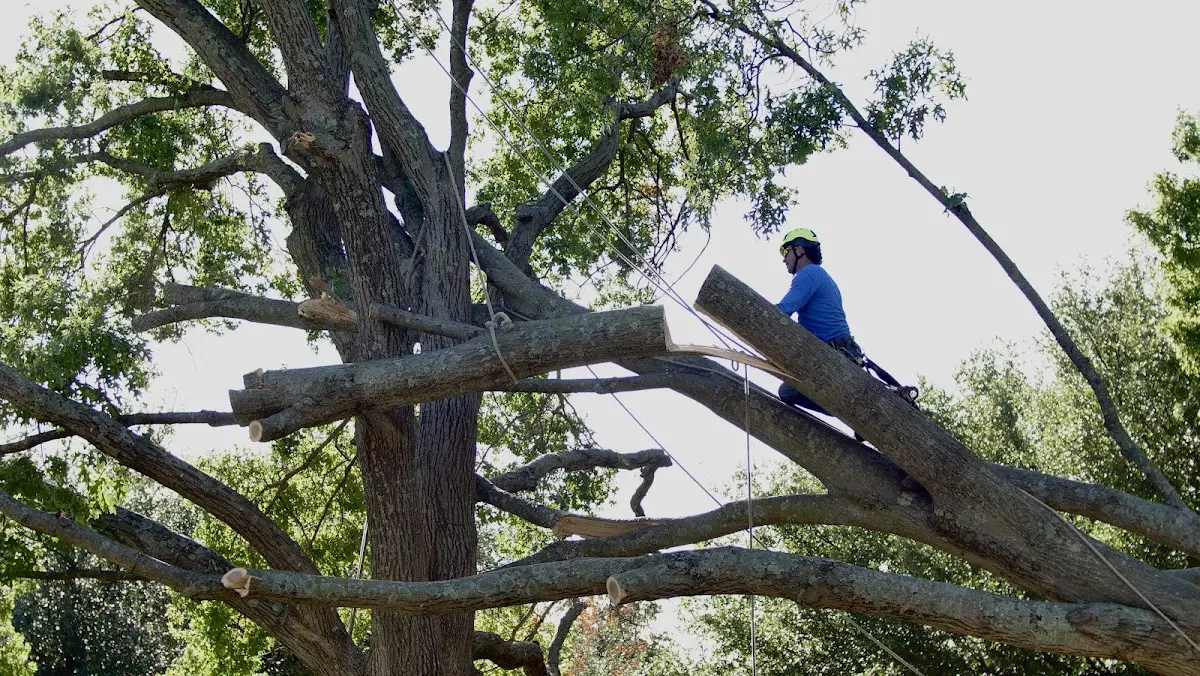Professional Crown Thinning performed by certified arborists in Mc Clelland