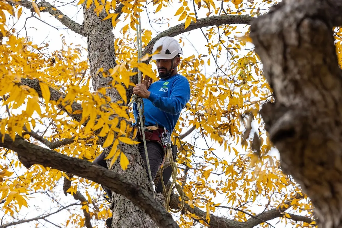 Skilled Tree Transplanting crew working in Mc Clelland
