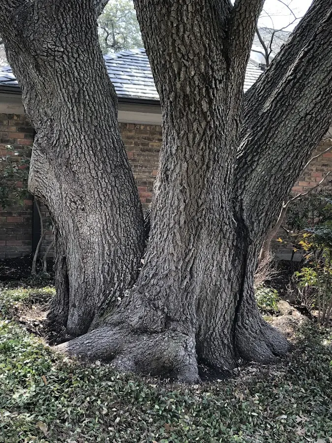 Mature heritage tree close to a Mc Clelland property cared for by certified arborists
